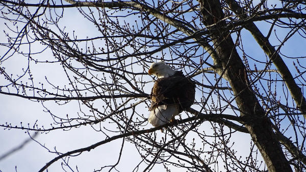 Bald Eagle