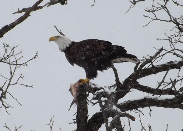 Bald Eagle