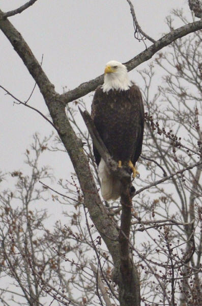 Bald Eagle