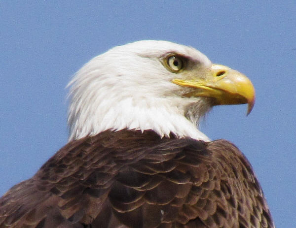 Bald Eagle