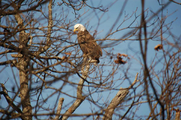 Bald Eagle, adult