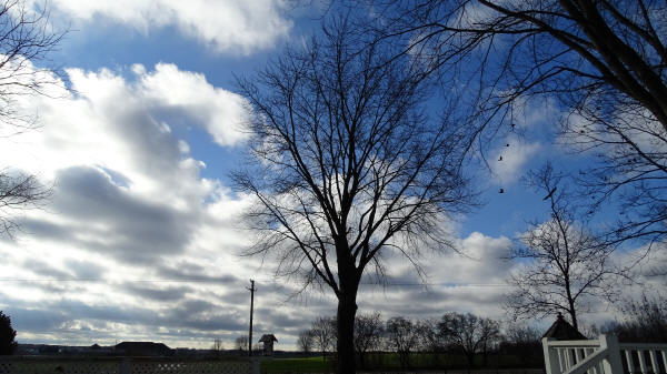 Bald Eagle pursued by Crows