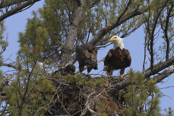 Bald Eagle and juveniles