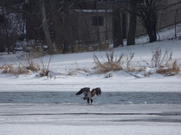 Bald Eagle, immature