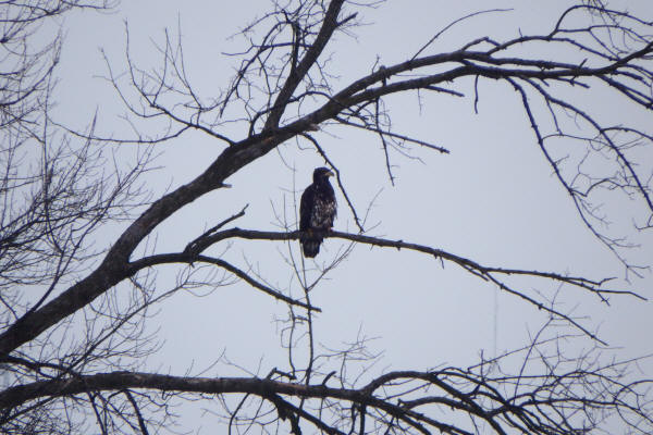 Immature Bald Eagle