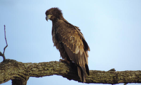 Bald Eagle, immature