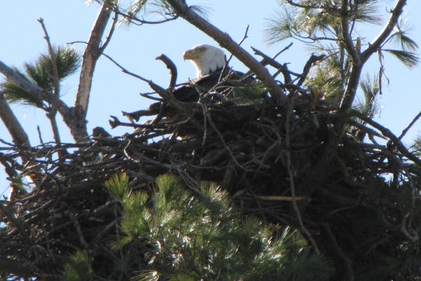 Bald Eagle on nest photo 