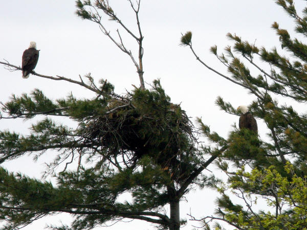 Bald Eagles