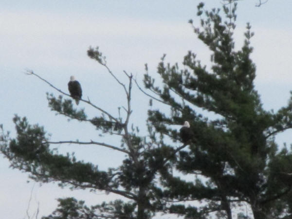 Bald Eagles