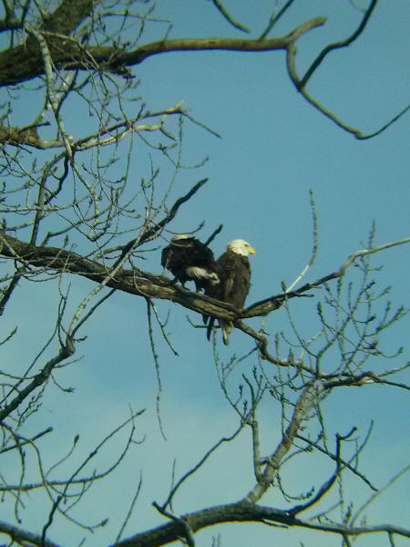 Bald Eagles