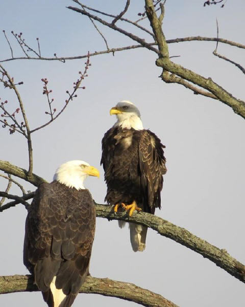 Bald Eagles