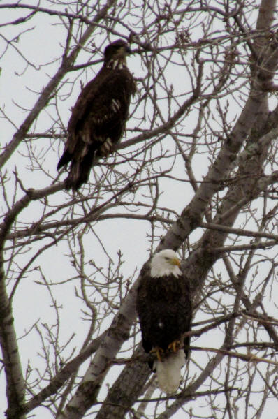 Bald Eagles