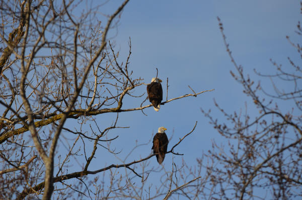 Bald Eagles