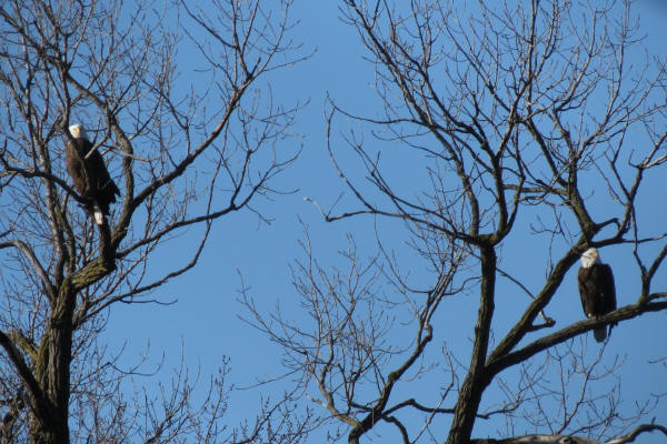 Bald Eagles