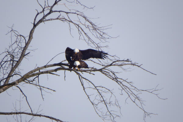 Bald Eagles