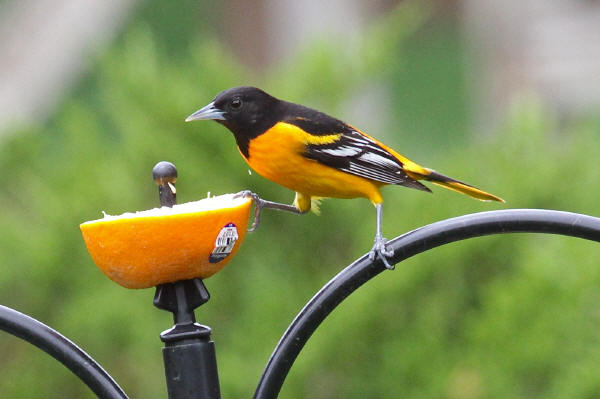 Baltimore Oriole