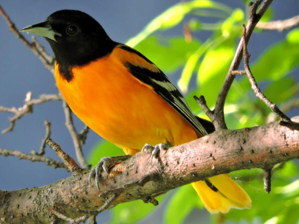 Baltimore Oriole