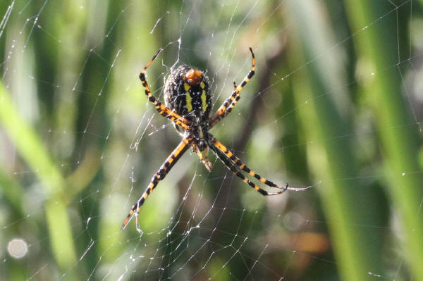 Banded Garden Spider - ventral view