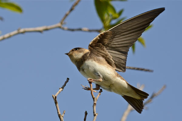 Bank Swallow