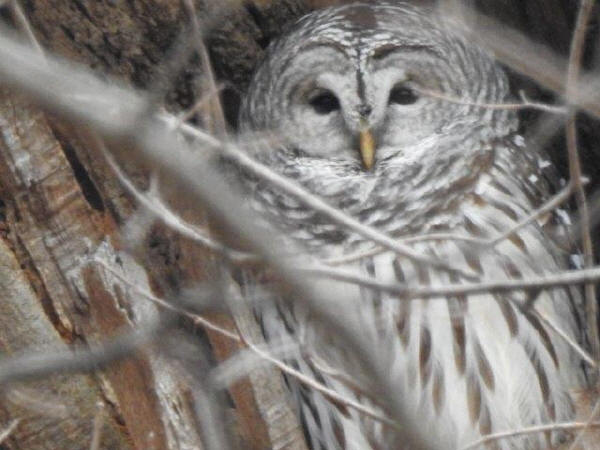 Barred Owl