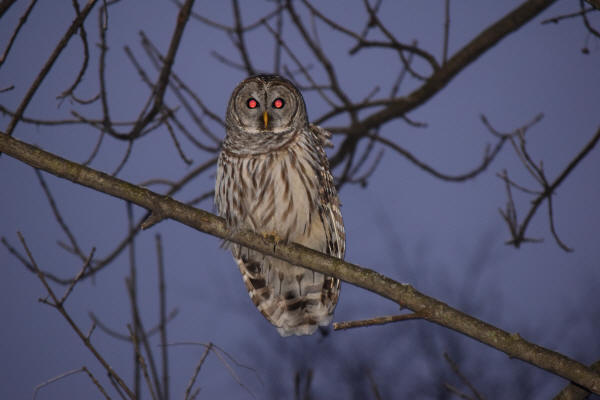 Barred Owl