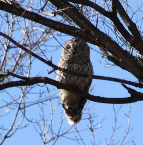 Barred Owl