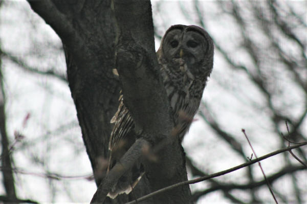Barred Owl with frog