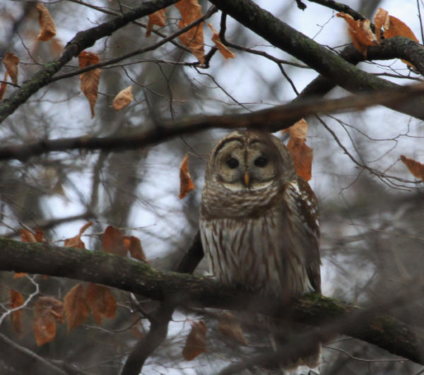 Barred Owl