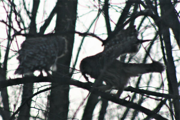 Barred Owls passing a frog