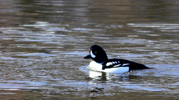 Barrow's Goldeneye