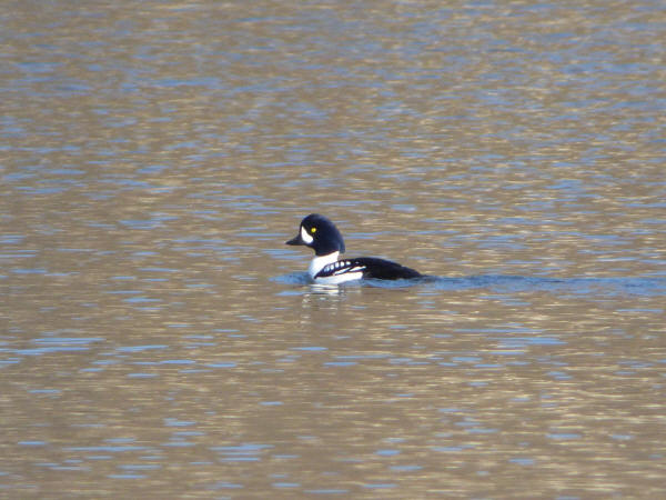 Barrow's Goldeneye