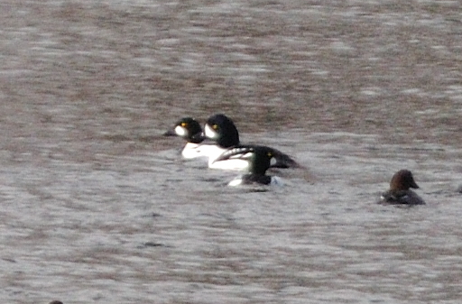 Barrow's Goldeneye among Common Goldeneye