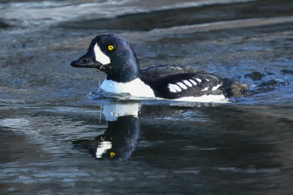 Barrow's Goldeneye