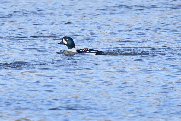 Barrow's Goldeneye