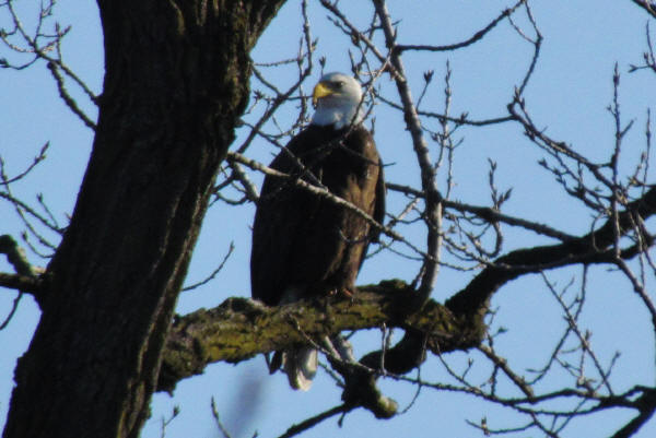 Bald Eagle