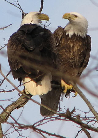 Bald Eagle pair