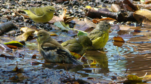 Bird Bath