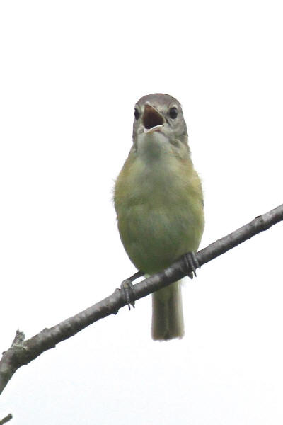 Bell's Vireo