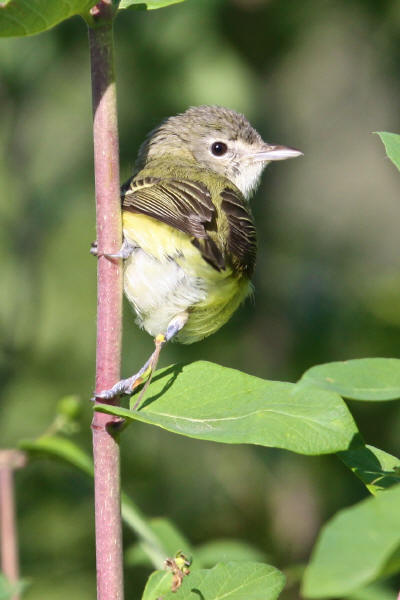 Bell's Vireo