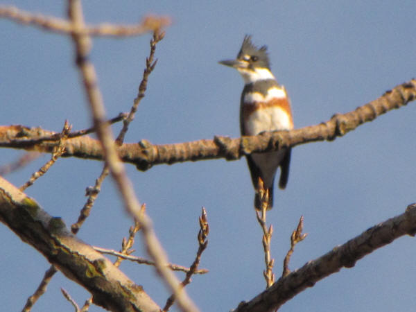 Belted Kingfisher