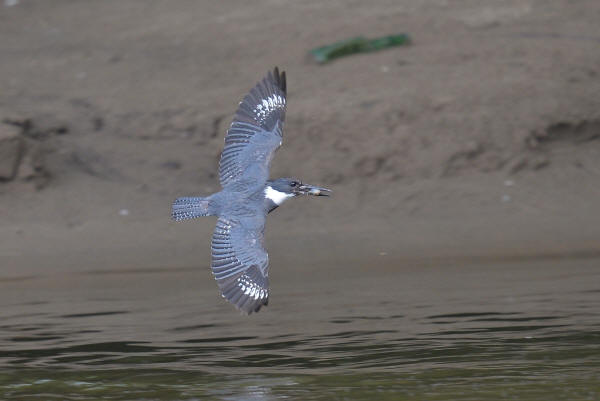 Belted Kingfisher