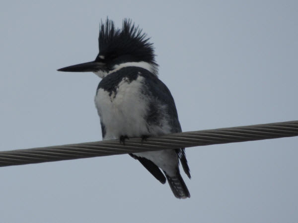 Belted Kingfisher