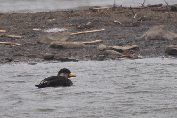 Black Scoter