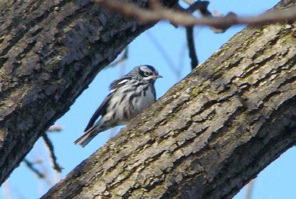 Black-and-white Warbler