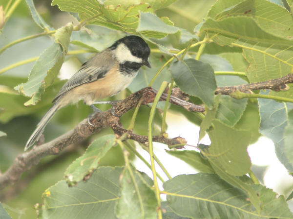 Black-capped Chickadee