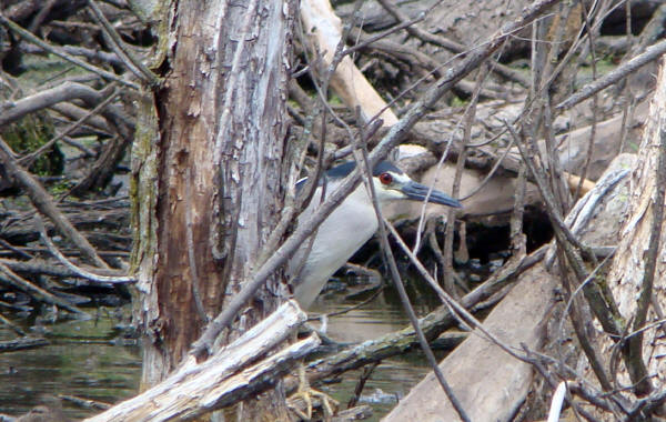 Black-crowned Night-Heron