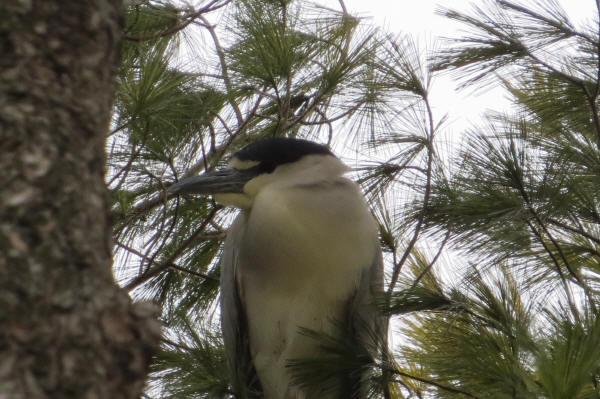 Black-crowned Hight-Heron