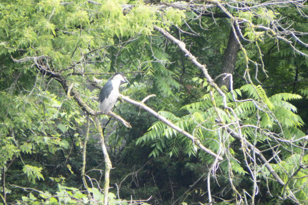 Black-crowned Night-Heron