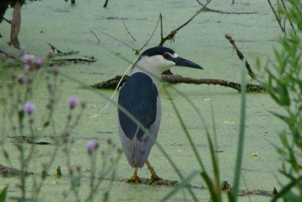 Black-crowned Night-Heron