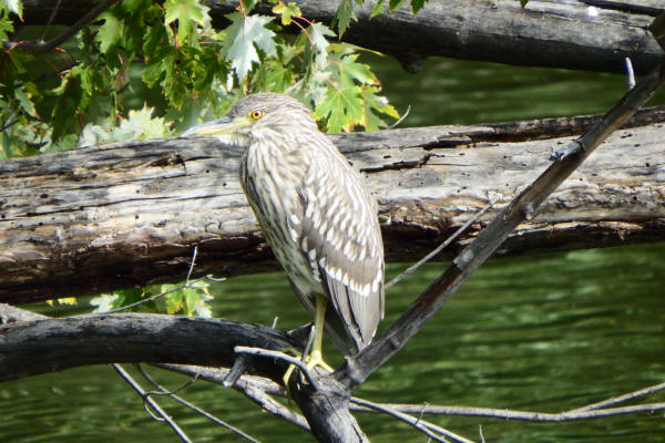 Black-crowned Night-Heron